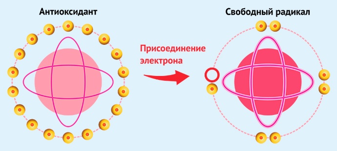 Механизм нейтрализации свободного радикала